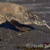 dragon_komodo_hsb_rinca_h_1071_kom2848.jpg